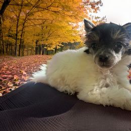 Trixie - Black and white female Chinese Crested puppy in New Haven, West Virginia from EverCrest