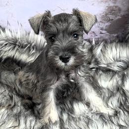 Mabel - Salt and pepper female Miniature Schnauzer puppy in Coarsegold, California from Halo Schnauzer