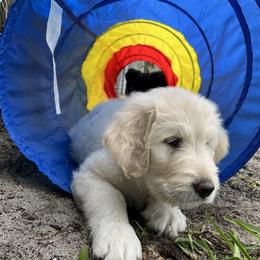 Goldendoodle Puppies from Bianca Bleu Goldendoodles