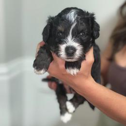 Boy 2 White collar - male Golden Mountain Doodle puppy in Spring, Texas from The Doodle Den