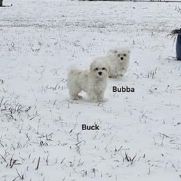 Bubba - White male Maltese puppy in Terrell, Texas from PBJ Farms