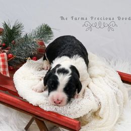 Sheepadoodle Puppies from The Farms Precious Doodles