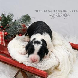 Sheepadoodle Puppies from The Farms Precious Doodles