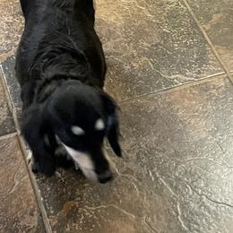 Emmie - Dachshund