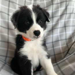 Baker - Black tri-color male Australian Shepherd puppy in Albany County, New York from Allie Acres Australian Shepherds