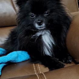 LeiLei - Pomeranian