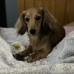 Maggie - Dachshund