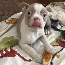 Girl 3 - Seal and white Boston Terrier puppy in Howell, New Jersey from Bill's Boston Babies