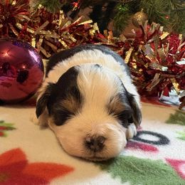 Percy - Black tri-color male Aussiedoodle puppy in Maysville, Missouri from Mini AussieDoodles on Meadow Lane