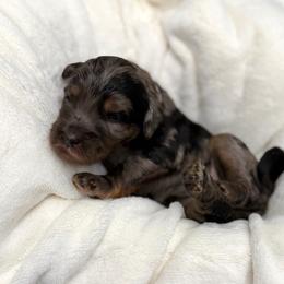 Rosita - Merle female Goldendoodle puppy in Spokane, Washington from Goldendoodles on the Prairie