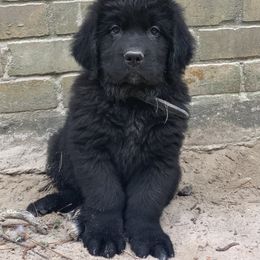 Newfoundland Puppies from Pete’s Newfies