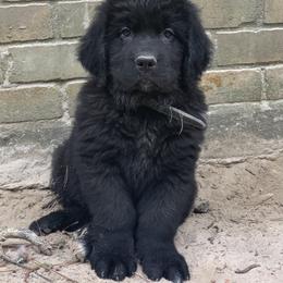 Newfoundland Puppies from Pete’s Newfies