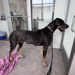 Ruby - Great Dane