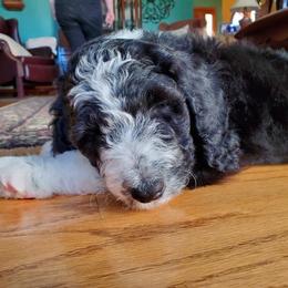 Goldendoodle, Golden Retriever, and Sheepadoodle Puppies from Guppy Puppies