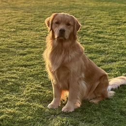 Golden Retrievers from Glen Lake Goldens