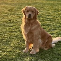 Golden Retrievers from Glen Lake Goldens