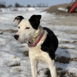 Nip - Border Collie