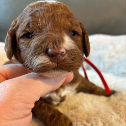 Bubbly - Red and white female Cockapoo puppy in Adrian, Oregon from ApplebyFarm