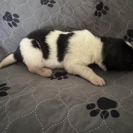 Pyrenean Mastiff Puppies from Mastini Sierra Pyrenean Mastiffs