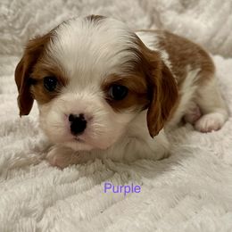 Cavalier King Charles Spaniel Puppies from Rhonda Davis