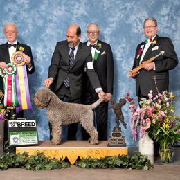 Lagotto Romagnolo All Grown Up from Two By Two Lagotto