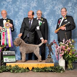 Lagotto Romagnolo All Grown Up from Two By Two Lagotto
