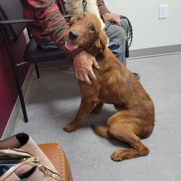 Marty - Golden Retriever