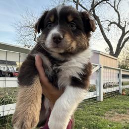 Boy 1 - male Miniature Australian Shepherd puppy in Waxahachie, Texas from Forever Holmes Aussies