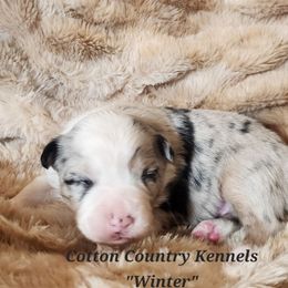 Winter Blue Eyes - Blue merle female Miniature Australian Shepherd puppy in Vinemont, Alabama from Cotton Country Kennels