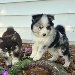 Maverick (Girl) - Merle female Pomsky puppy in Sturgis, Kentucky from Furever Pomskies
