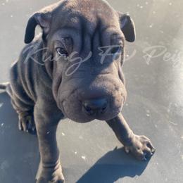 Armani - Black male Chinese Shar-Pei puppy in Machesney Park, Illinois from Kung Fu Peis
