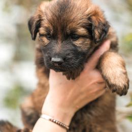 Soleil - Sable female German Shepherd puppy in Berwick, Maine from Vom Rindahaus Shepherds