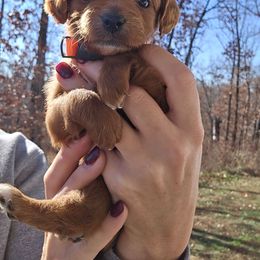 Wish - Red  female Goldendoodle puppy in Fordland, Missouri from K&K's Puppy Kingdom