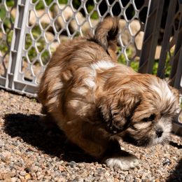 Lhasa Apso Puppies from Floofie Butts