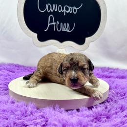 Arlo - Sable male Bernedoodle puppy in Lancaster, Missouri from Cavapoo Acres