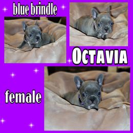 Girl 3 - French Bulldog puppy in Sandy, Utah from Fanciful Frenchies
