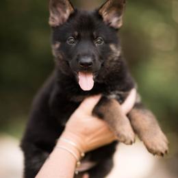Abby - Bi-color female German Shepherd puppy in Berwick, Maine from Vom Rindahaus Shepherds