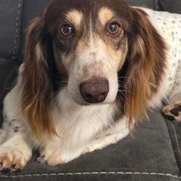 Jude - Chocolate and cream male Dachshund puppy in Gatesville, Texas from CJ's Dach Dynasty
