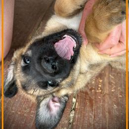 Orange - Fawn male Anatolian Shepherd Dog puppy in Clark, Wyoming from Fyne Acres