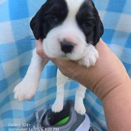 Jack Nicklaus - White and black male English Springer Spaniel puppy in Saginaw, Michigan from Kemerer Springers