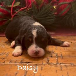 Daisy - Black tri-color female Aussiedoodle puppy in Cartersville, Georgia from Simply Blessed Doodles