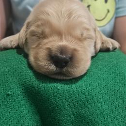 Multi - Golden female Golden Retriever puppy in Verona, Wisconsin from Sugar River Goldens