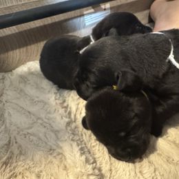 Light Blue - Black male Labrador Retriever puppy in Centreville, Maryland from Barbihaus Kennels