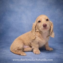 Maddox - Cream male Dachshund puppy in Mountainburg, Arkansas from Charisma Dachshunds