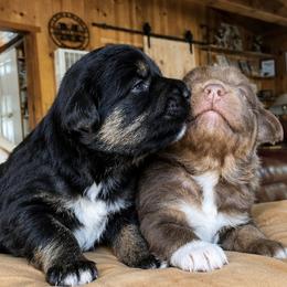 Australian Shepherd Puppies from McElroy Homestead Austrailian Shepherds
