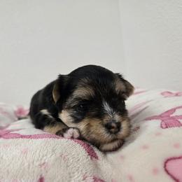 Sadie - Black & tan tri-color female Morkie puppy in Thompson, Iowa from Weiss's Puppies
