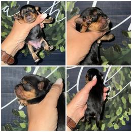 Bella - Black and gold female Morkie puppy in Cleveland, Tennessee from Moody’s Morkies and More