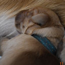 Boy 1 - Golden Golden Retriever puppy in Otis Orchards, Washington from Sunlite Golden Retrievers
