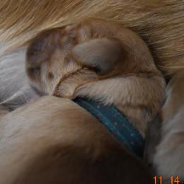 Boy 1 - Golden Golden Retriever puppy in Otis Orchards, Washington from Sunlite Golden Retrievers
