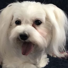 Phoebe  - Maltese